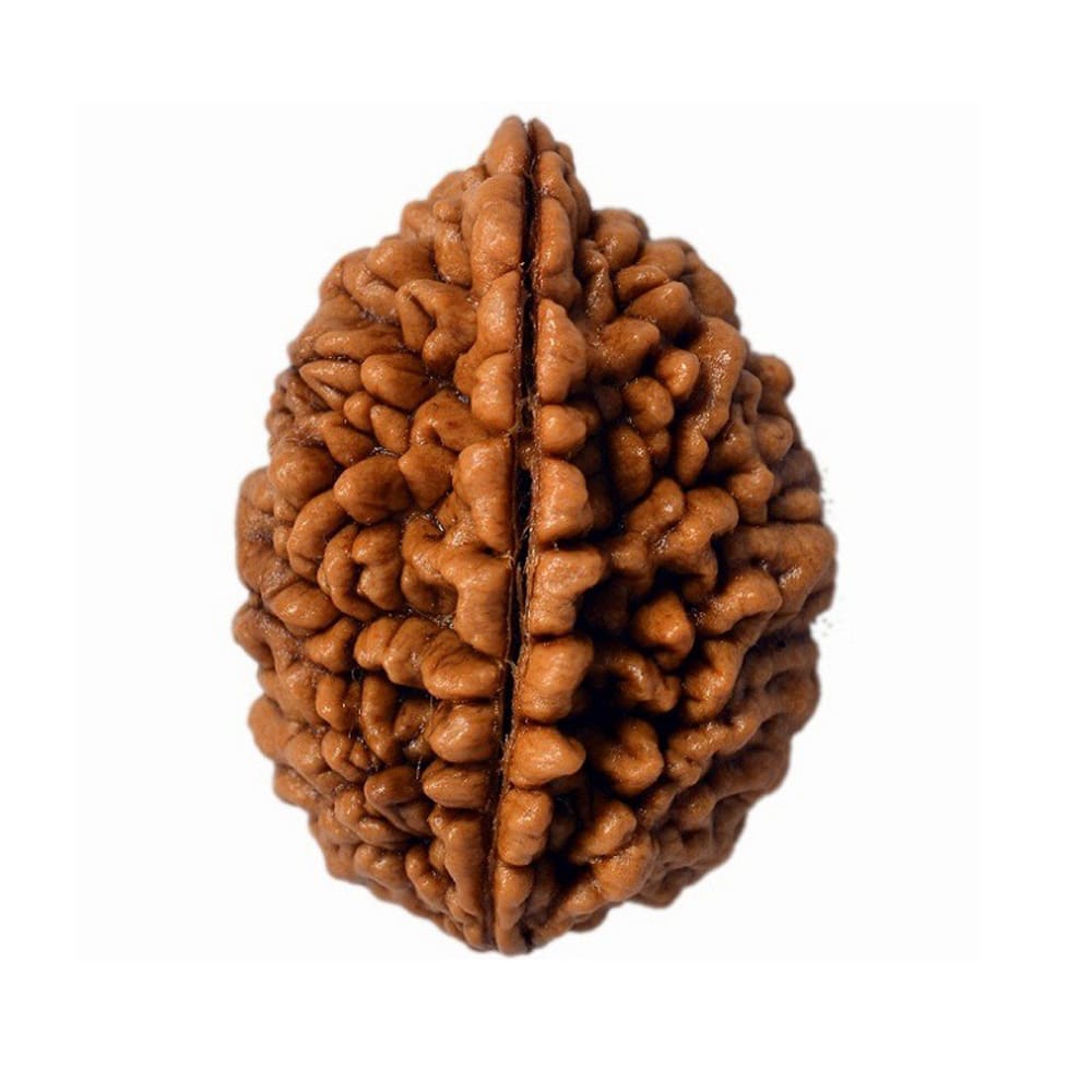1 Mukhi Rudrakhs